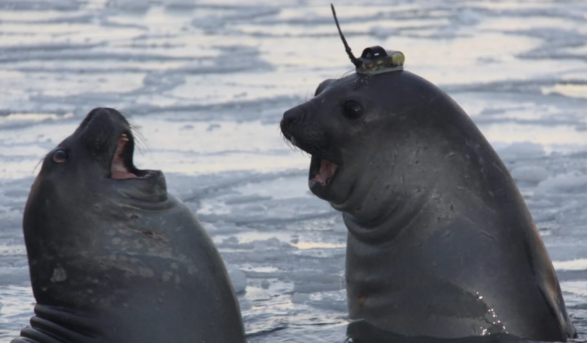 seals